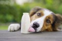 SMOOTHIEDOG Foremka do lodów i pieczenia ciastek dla psa
