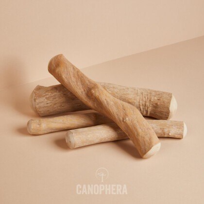 Canophera- Patyk z drzewa kawowego S Canophera- Patyk z drzewa kawowego S