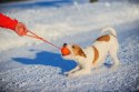 LIKER LINE piłka na taśmie dla psów ras dużych 9cm