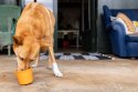 LickiMat® Yoggie Pot turkusowy