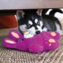 KONG® ZABAWKA DLA PSA SNUZZLES BUNNY