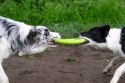 Kiwi Walker Let's Play! FRISBEE Mini niebieskie