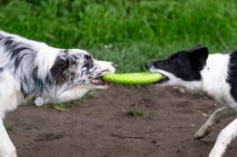 Kiwi Walker Let's Play! FRISBEE Mini pomarańczowe