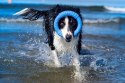 Kiwi Walker Let's Play! RING Maxi niebieski