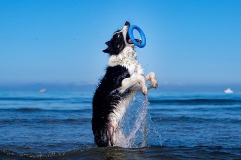 Kiwi Walker Let's Play! RING Maxi niebieski Kiwi Walker Let's Play! RING Maxi niebieski