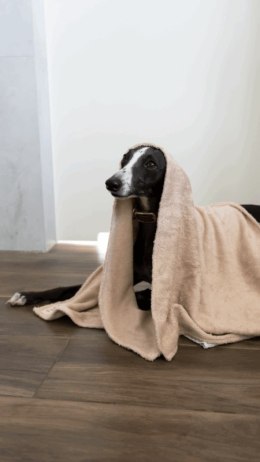BIZIPETS- Antybakteryjny duży ręczniczek dla psa- szary