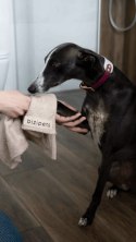 BIZIPETS- Antybakteryjny mały ręczniczek dla psa- szary