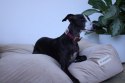 BIZIPETS Legowisko dla psa PREMIUM szare M