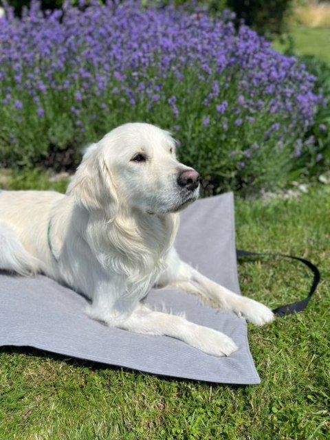 BIZIPETS Mato-torba beżowa 100cmx70cm BIZIPETS Mato-torba beżowa 100cmx70cm