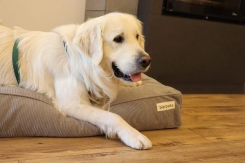 BIZIPETS Sztruksowe legowisko PREMIUM dla psa szare S BIZIPETS Sztruksowe legowisko PREMIUM dla psa szare S