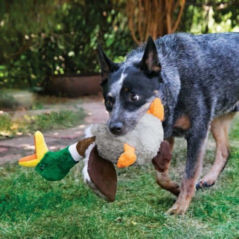 KONG® SHAKER HONKERS KACZKA ZABAWKA DLA PSA 45cm KONG® SHAKER HONKERS KACZKA ZABAWKA DLA PSA 45cm