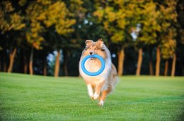 PitchDog PIERŚCIEŃ APORT 20cm RÓŻOWY