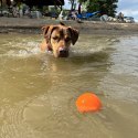 SodaPup Piłka piszcząca i świecąca w ciemności- Squeak Ball Ultra Durable