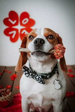 Cooka’s Cookies EDYCJA RÓŻOWA LOLLIPOP Lizak - gryzak z dorsza i indyka 30g