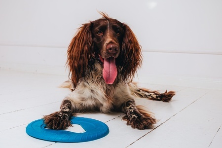 FIBOO- Frisboo latający dysk dla psa 25cm niebieski