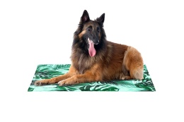 FREEDOG MATA CHŁODZĄCA DLA PSA ECO COLL BED SABANNAH 110X70CM