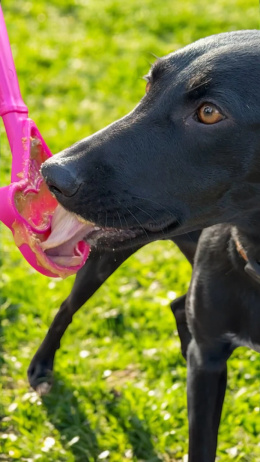 SODAPUP- Interaktywna mata do lizania- LICK STICK HAND-HELD PINK