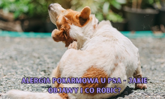 Alergia pokarmowa u psa - jakie objawy i co robić?