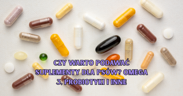 Czy warto podawać suplementy dla psów? Omega 3, probiotyki i inne