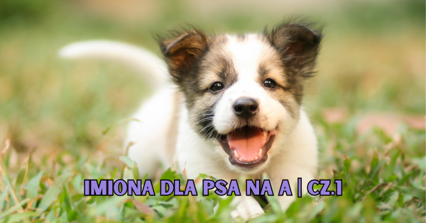 Imiona dla psa na A | CZ.1
