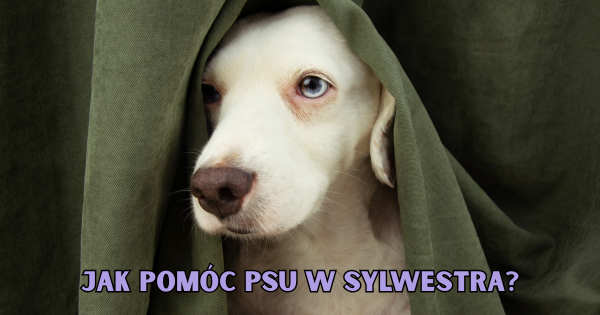Jak pomóc psu w sylwestra?