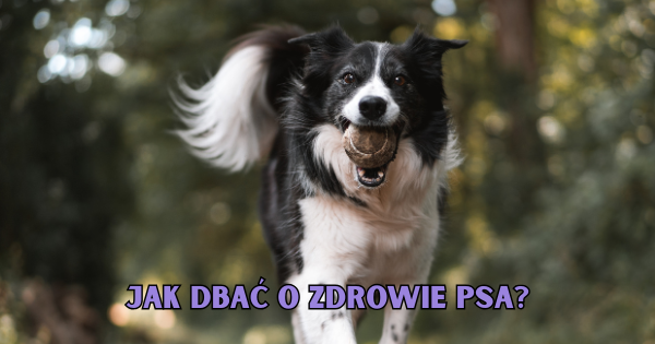 Jak dbać o zdrowie psa?