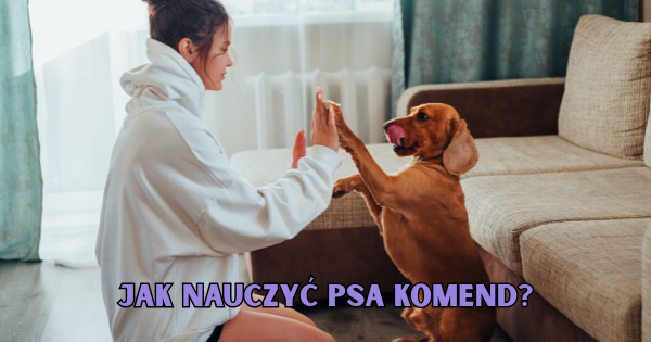 Jak nauczyć psa komend?
