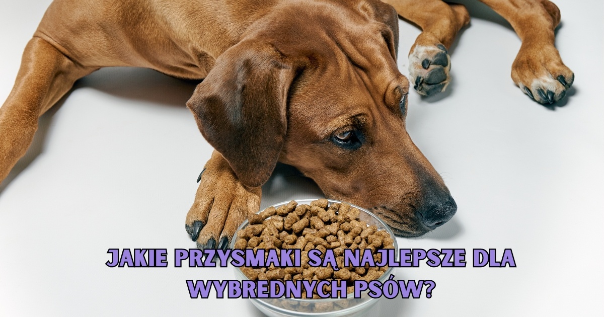 Jakie przysmaki są najlepsze dla wybrednych psów?