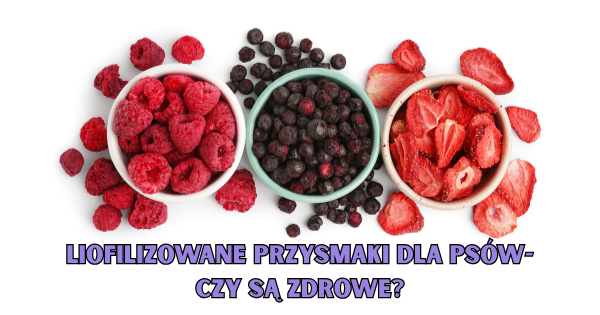Liofilizowane przysmaki dla psów- czy są zdrowe?