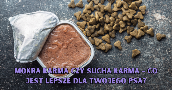 Mokra karma czy sucha karma – co jest lepsze dla Twojego psa?