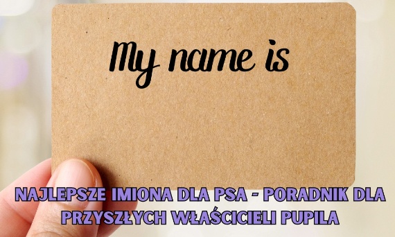 Najlepsze imiona dla psa - poradnik dla przyszłych właścicieli pupila
