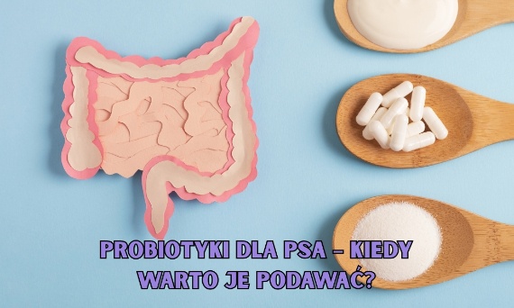 Probiotyki dla psa – kiedy warto je podawać?