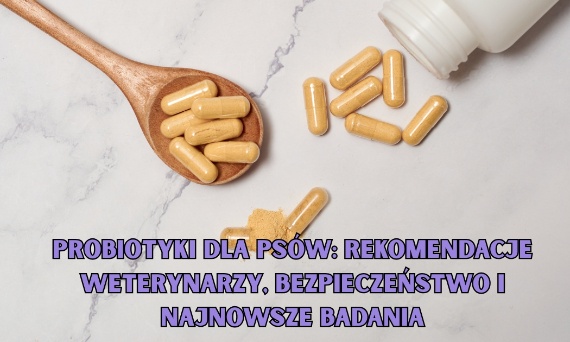 Probiotyki dla psów: Rekomendacje weterynarzy, bezpieczeństwo i najnowsze badania