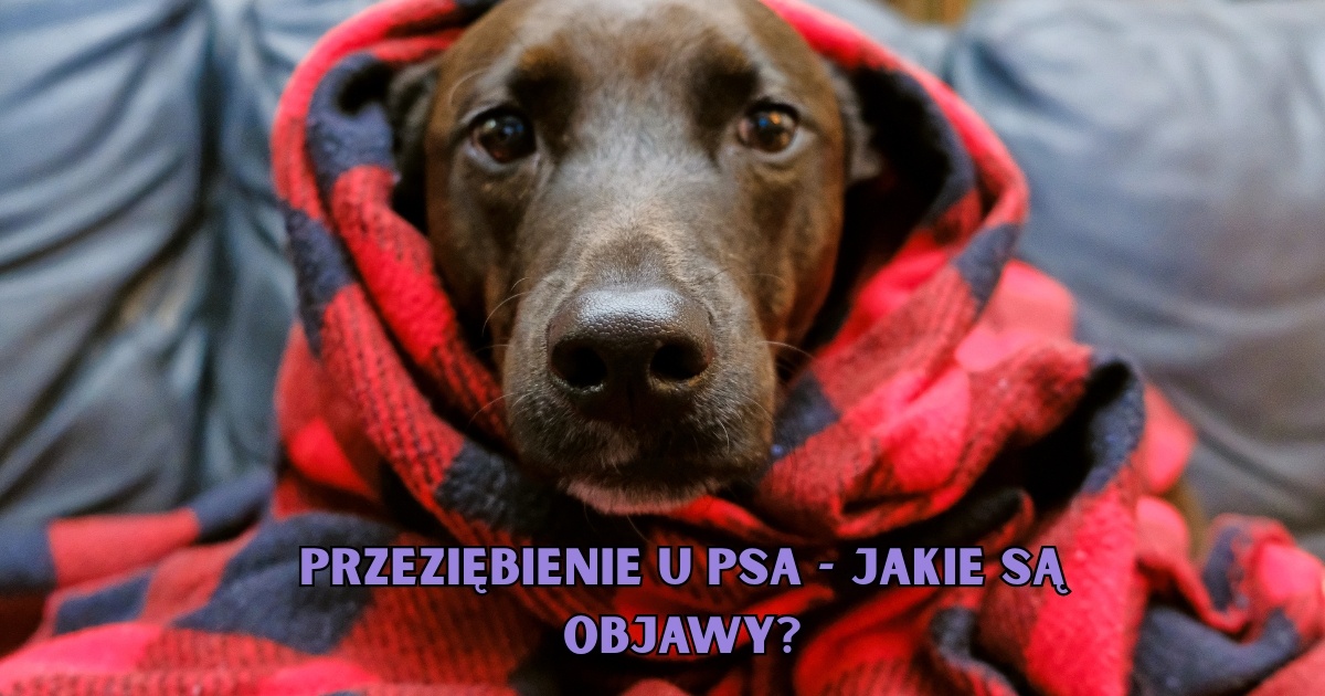 Przeziębienie u psa - jakie są objawy?