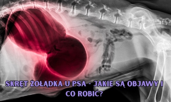 Skręt żołądka u psa - jakie są objawy i co robić?