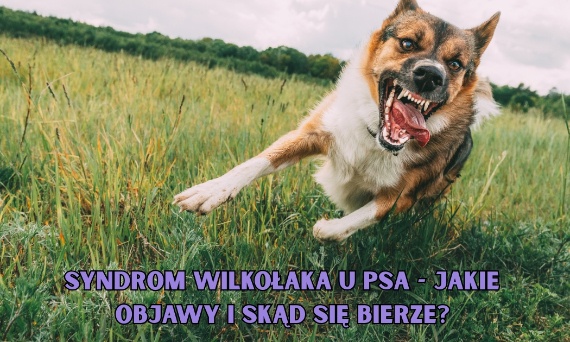 Syndrom wilkołaka u psa - jakie objawy i skąd się bierze?