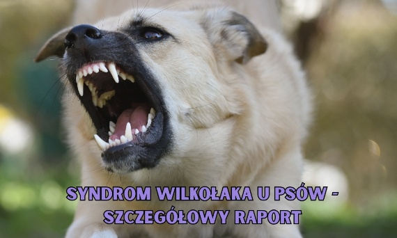 Syndrom wilkołaka u psów - szczegółowy raport