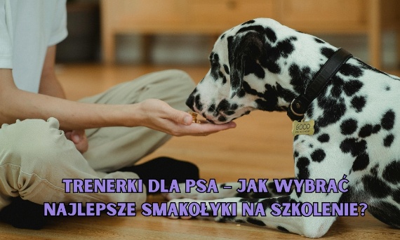 Trenerki dla psa – jak wybrać najlepsze smakołyki na szkolenie?