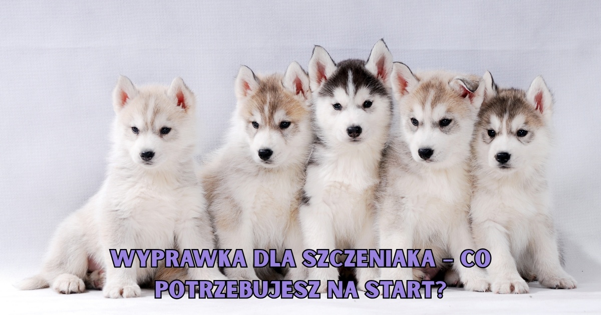 Wyprawka dla szczeniaka – co potrzebujesz na START?