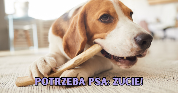 Potrzeba psa: żucie!