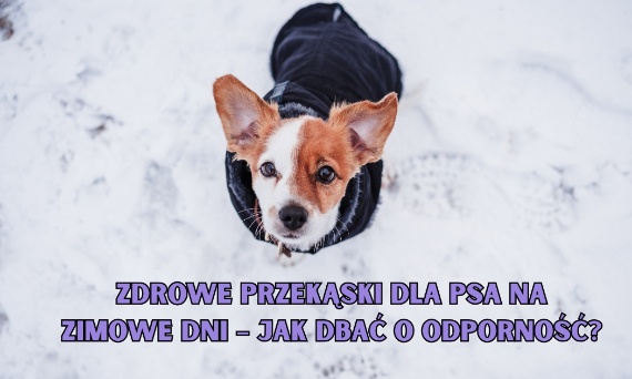 Zdrowe przekąski dla psa na zimowe dni – jak dbać o odporność?